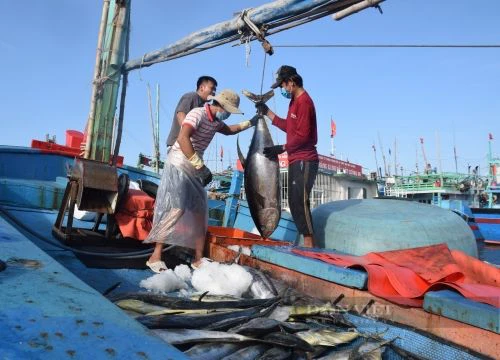 Bình Định: Tàu ồ ạt chở hàng tấn loài cá khổng lồ về bờ, có con nặng tới 2 tạ, dài 2 mét