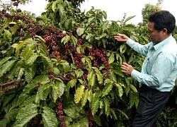 Đắk Nông: Trồng thử cà phê vối không dùng thuốc trừ cỏ, quả chín đỏ chót bán được giá cao