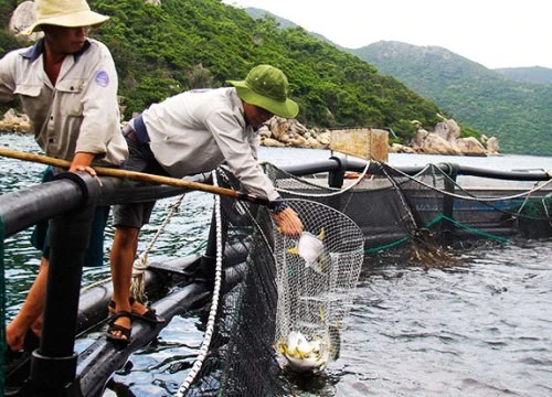 Đi tàu ra vịnh Vân Phong ở Khánh Hòa xem trang trại nuôi cá vây vàng lớn nhất cả nước