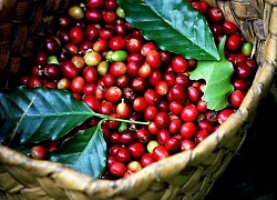 Giá cà phê hôm nay 13/2: Giá cà phê Arabica tiếp tục sụt giảm