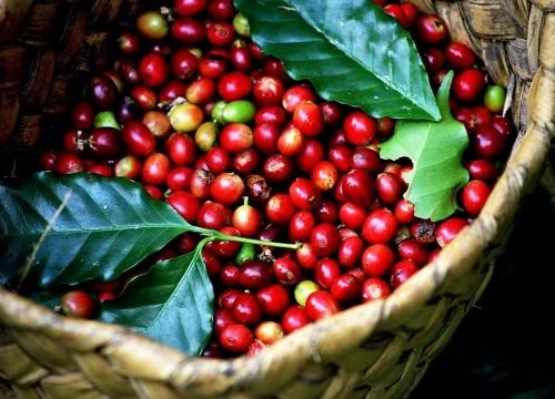 Giá cà phê hôm nay 13/2: Giá cà phê Arabica tiếp tục sụt giảm