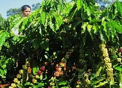 Giá cà phê nhân Đắk Lắk "đứng im" 2 ngày, giống cà phê Tr9 được khuyến khích trồng đại trà vì sao?