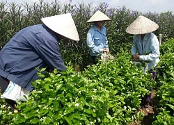 Loài hoa trắng muốt trồng 1 lần hái nụ suốt 10 năm, chiều chiều đi bán là có tiền triệu