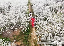 Lung linh sắc trắng hoa mận