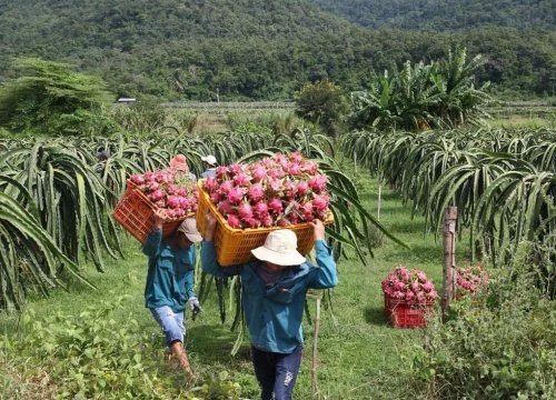 Nhiều nông sản rớt giá sau quyết định tạm dừng cửa khẩu Lạng Sơn