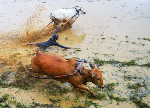 Những sự thật thú vị tại lễ hội đua bò Indonesia