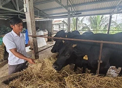 Vay vốn làm vườn - ao - chuồng, nuôi bò "khổng lồ", nông dân phất lên trông thấy