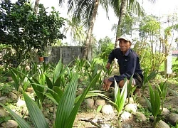 Ông nông dân Bình Định đem thứ trái to bự này ươm thành cây giống bán cho resort, ai ngờ lại trúng