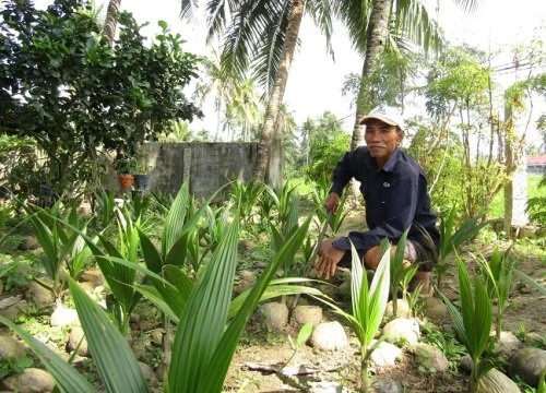 Ông nông dân Bình Định đem thứ trái to bự này ươm thành cây giống bán cho resort, ai ngờ lại trúng