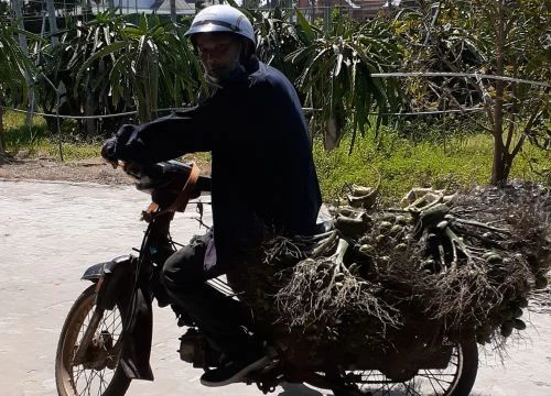 Thương lái lùng sục vào các thôn, xóm tìm mua cau tươi, dân Bình Thuận hái cau bán 65.000 đồng/kg