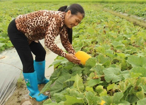 Trồng thứ cây bò lan mang mặt ruộng, ra thứ trái như thỏi vàng, nông dân Bắc Giang bán đắt hàng