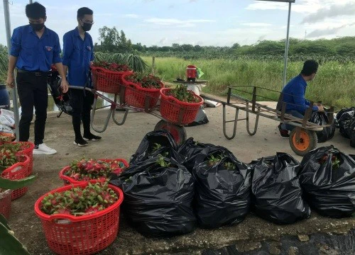 Trung Quốc lại tạm ngừng nhập khẩu, ngành chức năng Long An khuyến cáo điều gì với trái thanh long?