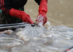 "Vàng trắng" vào mùa, ngư dân Kỳ Ninh, Hà Tĩnh rủ nhau tranh thủ "hái lộc" đầu năm