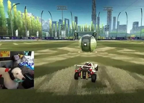 Xuất hiện chú chó có khả năng chơi tựa game Rocket League không kém gì con người