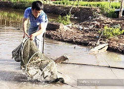 Bỏ học đại học, đôi tình nhân xuống Bạc Liêu nuôi thứ tôm sú vạn người mê, khu rừng ngập mặn bỗng xôn xao