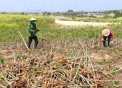 Các nhà máy ở Thanh Hóa sang Lào mua loại củ này về chế biến rồi bán cho Trung Quốc