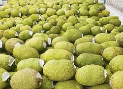 Giá mít Thái hôm nay 16/2: Giá mít "bốc hơi" hơn 10.000 đồng/kg trong 10 ngày, vì sao vựa mua mít Kem như mít Nhất?