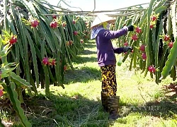 Không ngờ thanh long Bình Thuận có thể làm thành tương, "mẹ đẻ" tương thanh long là ai?