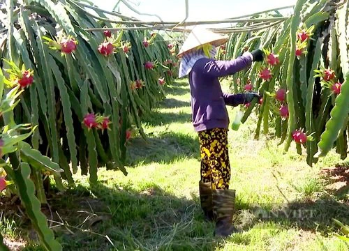 Không ngờ thanh long Bình Thuận có thể làm thành tương, "mẹ đẻ" tương thanh long là ai?