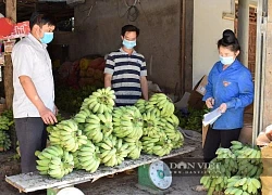 Lên Sơn La nên cẩn thận kẻo "u đầu" bởi vô vườn nào cũng đụng phải trái cây ngon, nông dân giàu lên thấy rõ