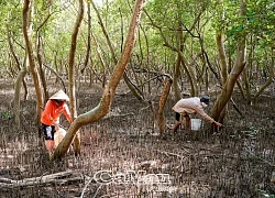 Lội vô rừng nuôi loài ốc leo cây, chả phải cho ăn, hễ thấy lơn lớn là nông dân Cà Mau bắt bán đắt tiền