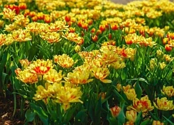 Ngắm hoa tulip lần đầu khoe sắc trên đỉnh núi Bà Đen Tây Ninh