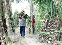 Ngành chức năng Sóc Trăng vào cuộc vụ công ty mía đường "cầu cứu" vì bị tranh mua mía nguyên liệu