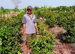 Sau Tết, mai vàng giá rẻ ở làng này bất ngờ &#8220;cháy hàng&#8221;, thương lái ráo riết lùng mua