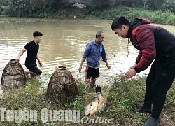 Vác nơm xuống ruộng lúa úp cá chép ở Tuyên Quang, bắt được toàn con to, tranh nhau mua