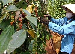 Giá tiêu hôm nay 19/2, đi ngang, khi nào giá tăng trở lại? Tâm lý người trồng bị ảnh hưởng