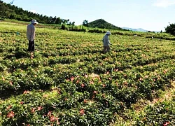 Trồng thứ sâm gì như cây cảnh, nhanh được nhổ củ to bự bán, nông dân Khánh Hòa lời hơn 157 triệu/ha?