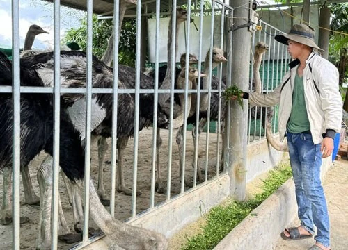 Nuôi loài chim khổng lồ, tối đến cứ phải thắp đèn mới ngủ được, trai làng Phú Yên bán 3 triệu 1 con giống