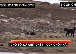 Clip: Chó sói đơn độc tử chiến 6 chó nhà và cái kết "chưa từng thấy"