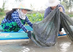 Đổ dớn bắt cá đặc sản nơi đầu nguồn An Giang, còn đâu cảnh cá chạy dày đặc, mua được cả tấn