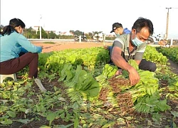 Giá rau xanh tại Hà Nội tăng từ 2-3 lần