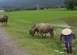 Hội nông dân tỉnh Hòa Bình vào cuộc cùng nông dân phòng, chống giá rét, khắc phục hậu quả thời tiết cực đoan