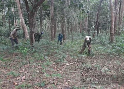 Kon Tum chi hơn 92,6 tỷ đồng để trồng mới bao nhiêu hecta rừng?