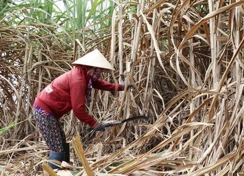 Nông dân miền núi Phú Yên thu hoạch mía trong niềm vui được mùa, được giá