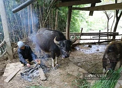 Trâu, bò chết rét nhiều, bán giá rẻ mạt, nông dân Sơn La rơi nước mắt làm cách này