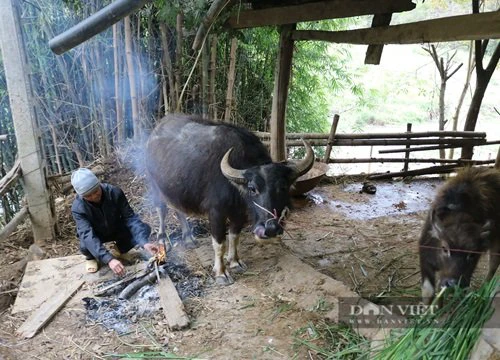 Trâu, bò chết rét nhiều, bán giá rẻ mạt, nông dân Sơn La rơi nước mắt làm cách này