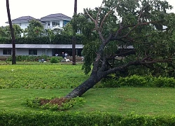 Cây lớn chưa kịp trồng thì bất ngờ đổ rụp, cảnh tượng sau đó khiến ai cũng thót tim