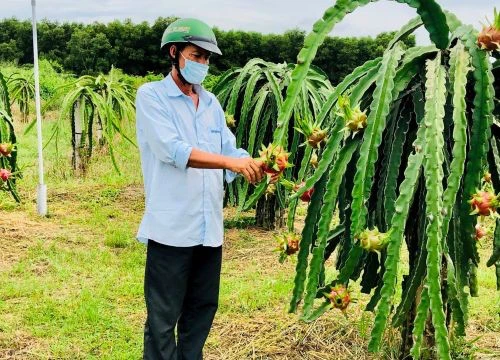 Chưa từng có: Vụ nghịch mà giá loại trái cây này giảm sâu, Trung Quốc lại có yêu cầu mới