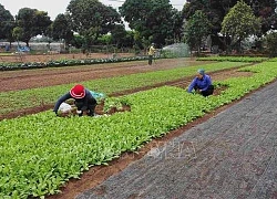 Đưa ứng dụng công nghệ cao vào sản xuất rau an toàn