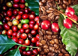 Giá cà phê hôm nay 27/2: Robusta nối tiếp xu hướng giảm; Giá cà phê xuất khẩu tăng mạnh