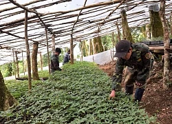 Kon Tum đặt mục tiêu trồng mới 500ha loài cây "quốc bảo", giao cho doanh nghiệp trồng 482ha