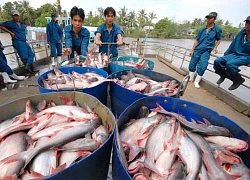 Nga giành lại quyền tiếp cận thị trường Trung Quốc cho một loài cá nổi tiếng, cá tra Việt có bị cạnh tranh?