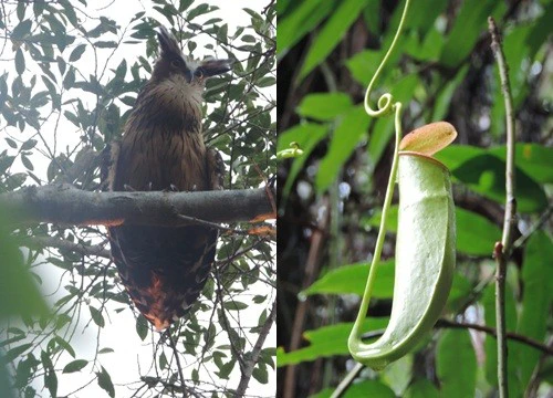 Tận mắt thấy những "kỳ hoa dị thảo" ở Vườn Quốc gia U Minh Hạ mà trong đời chưa chắc đã thấy