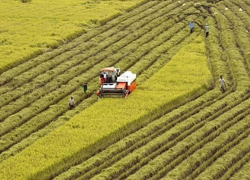 Thành lập Ban chỉ đạo phát triển nông nghiệp, nông thôn Đồng bằng sông Cửu Long