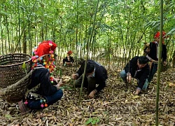 Theo chân người Dao thu hoạch "lộc rừng" trên dãy Hoàng Liên Sơn