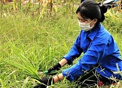 Đang cặm cụi cắt cỏ, thiếu nữ bất ngờ ngẩng mặt lên khiến dân mạng ngỡ ngàng